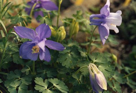 20 Stunning Aquilegia Varieties to Upgrade Your Garden Design - TheArches