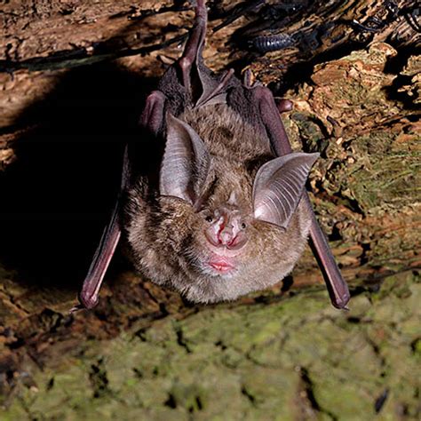 Ideas Inventions And Innovations The Genetic Basis Of Bats