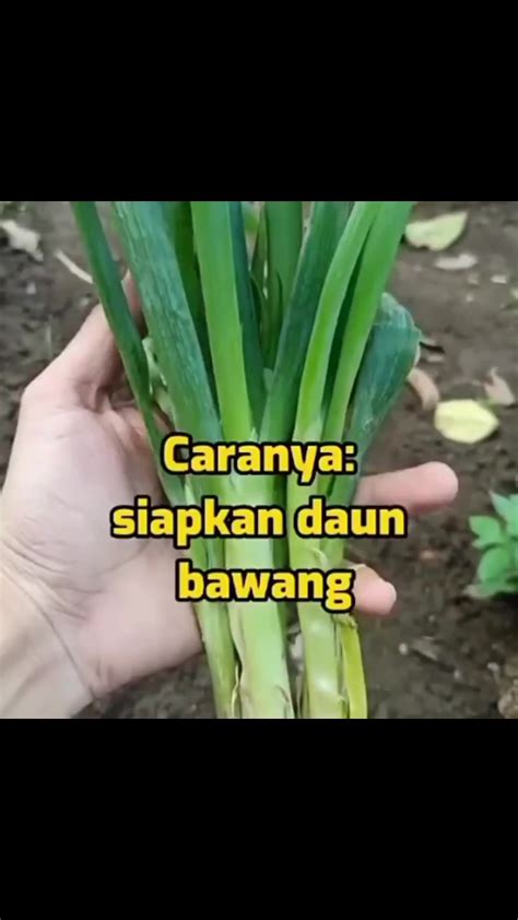 Khasiat Daun Bawang By Dodi12 On Febspot