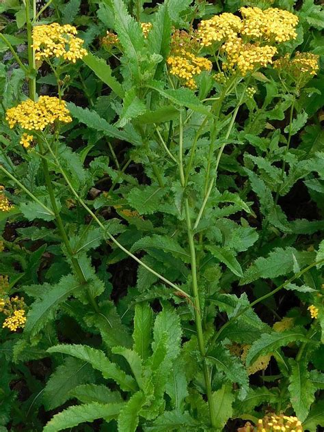 Hard Ragwort From Greyton South Africa On December At