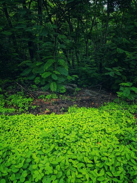 Rain forest, Kerala, India [OC] 3024×4032 | Forest photography ...