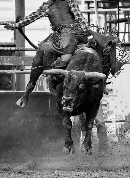 6 376 Bull Riding Rodeo Royalty Free Images Stock Photos Pictures