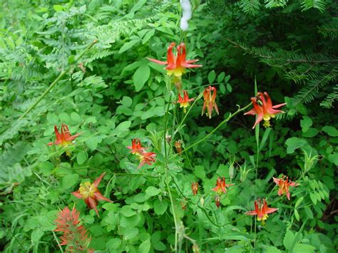 Aquilegia formosa western columbine - growiser.net