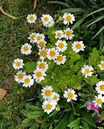 Feverfew - The Lost Herbs