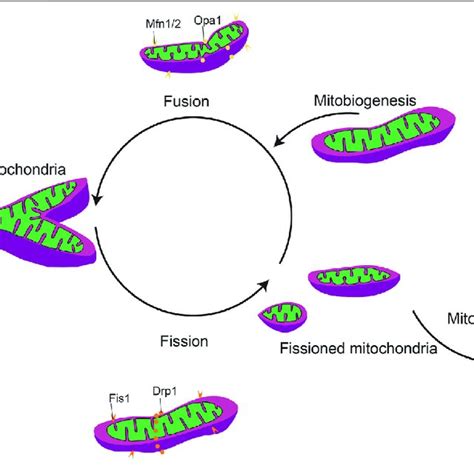 General Mitochondrial Fission And Fusion Dynamics Mitochondrial