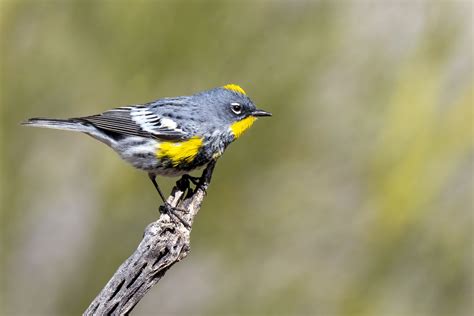 10 Fun Facts About The Yellow Rumped Warbler Audubon