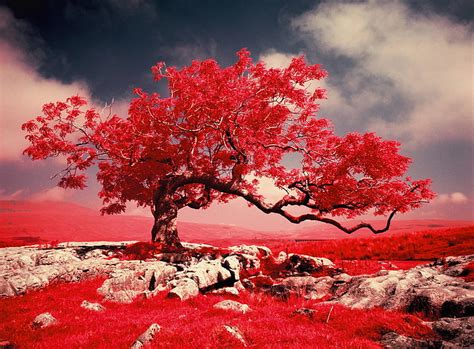 Red Leafed Tree Grass Mountains Tree Rocks Paint Filter Hd