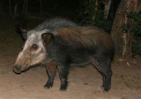 African Bush Pig l Powerful Wild Boar - Our Breathing Planet