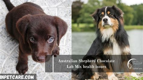 Australian Shepherd Chocolate Lab Mix: Full Guide With Photo