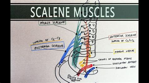 Scalene Muscles Scalene Hiatus Anatomy Tutorial Youtube