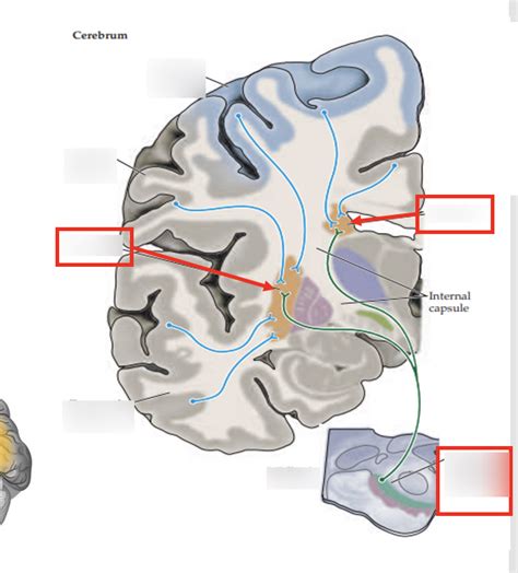 Ch. 8 Skill Learning - Basal Ganglia Diagram | Quizlet