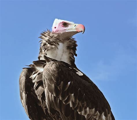 Seven African Vulture Species On The Brink Of Extinction - WorldAtlas.com