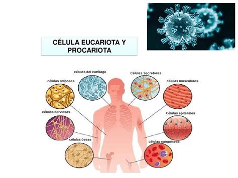 Célula Procariota Y Eucariota Esquemas Y Mapas Conceptuales De Biomateriales Docsity