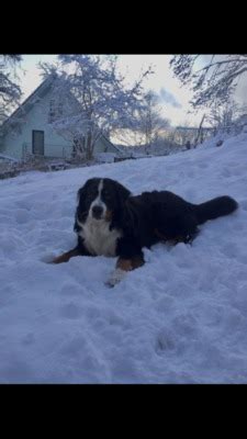 Josef Berner Sennenhund Deckr De Berner Sennen R De Auf Tiere De