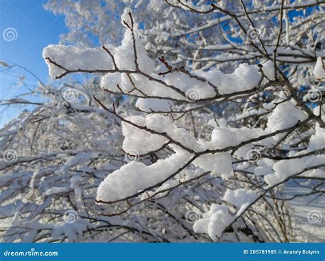 Winter Forest Landscape, Siberia! Stock Image - Image of siberia, winter: 205781985