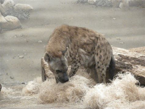 The Zoo Review: Species Fact Profile: Spotted Hyena (Crocuta crocuta)