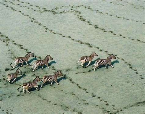 20 Spellbinding Animal Migration Photos