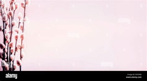 Moderne Spring Background With Blossom Of Pastel Pink Pussy Willow Branches Front View With