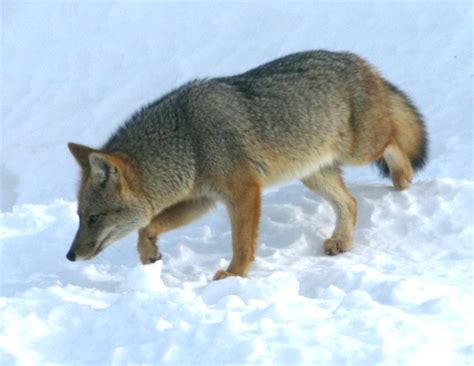 Archivo Lycalopex Culpaeus Lycoides In Ushuaia Argentina