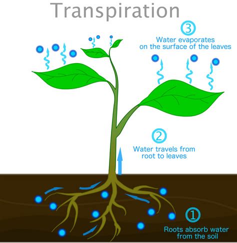 A Closer Look At Transpiration Treeification