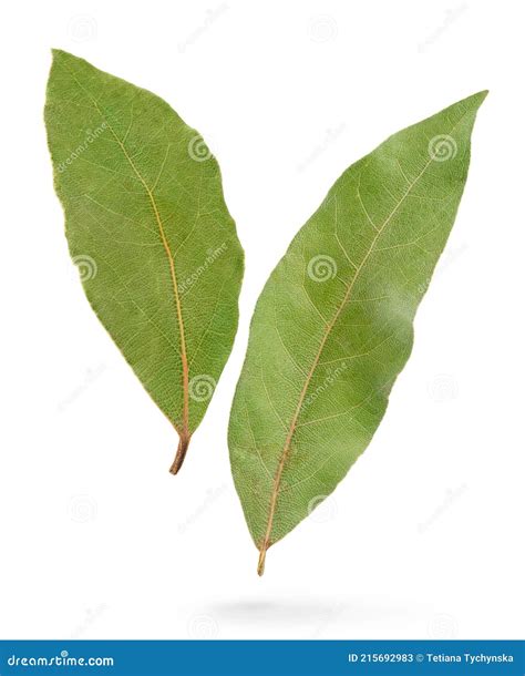 Dos Hojas De Laurel Aisladas Con Trazado De Recorte Sobre Fondo Blanco Imagen De Archivo