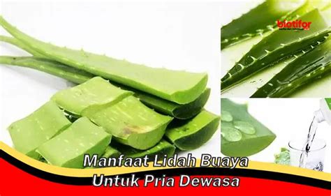 Temukan 5 Manfaat Lidah Buaya Untuk Pria Yang Jarang Diketahui Biotifor