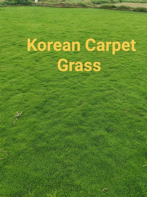 Korean Carpet Selection Number One Grass At Rs 11 Sq Ft Natural Grass