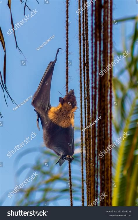 Megachiroptera Known Fruit Bat Flying Fox Stock Photo 2213983231 ...