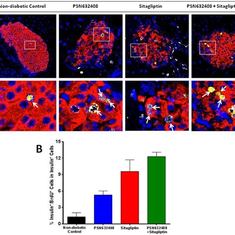 A Immunostaining Of Insulin Red Ki67 Green And DAPI Blue In