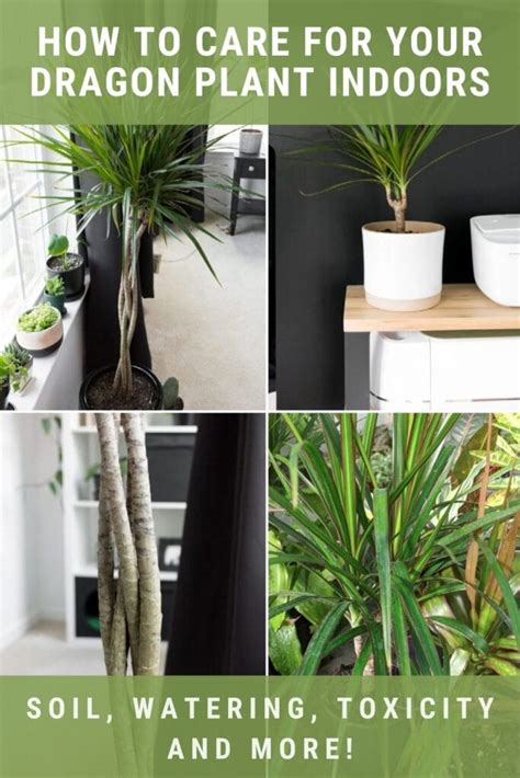 Dracaena Care: All About Growing Dracaena Indoors