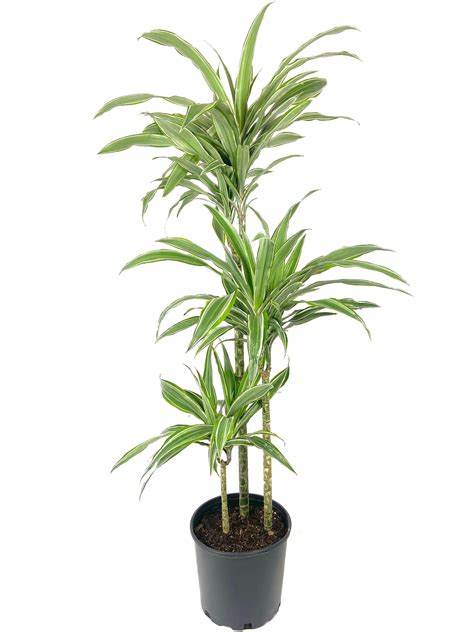 Dracaena Warneckii Cane Live Plant In An 10 Inch Growers Pot Draca