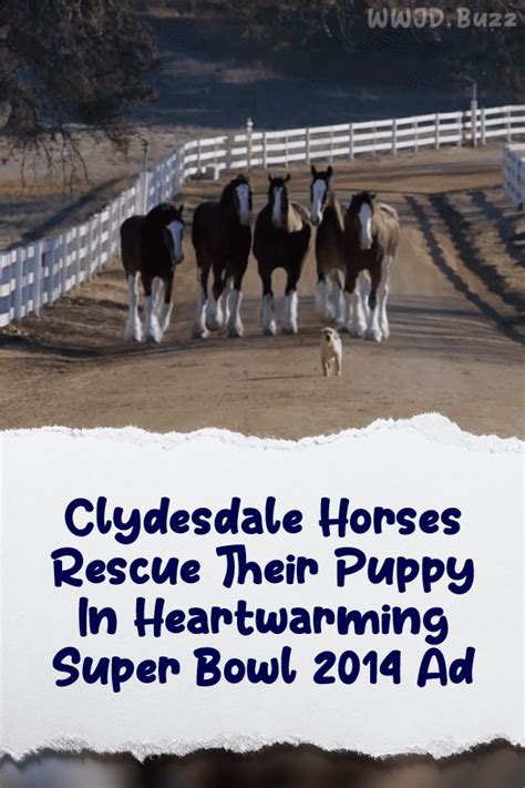 Clydesdale Horses Rescue Their Puppy In Heartwarming Super Bowl 2014 Ad ...