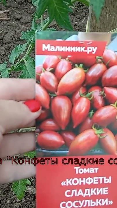 Томаты сорта "Конфетки сладкие сосульки" #огород #дача #сад #томаты # ...