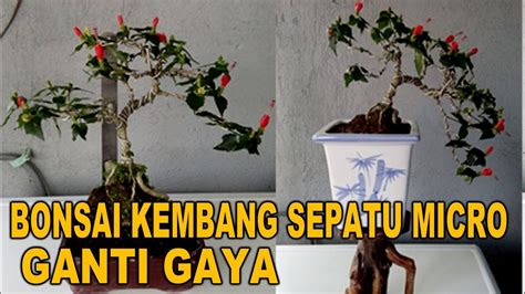 Bonsai Kembang Sepatu Micro Ganti Gaya Youtube