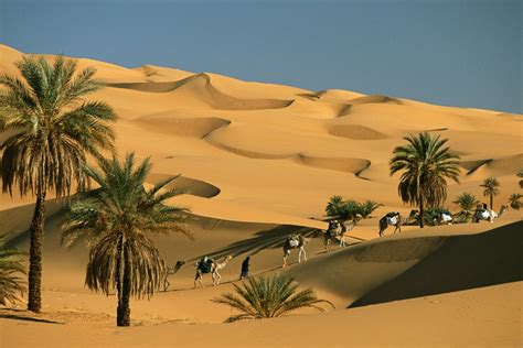 Sahara Desert Flora And Fauna