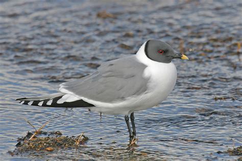 Alaska Birding Tours Alaska Birdwatching Tours Birdquest