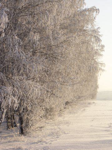 Барака- масло черного тмина