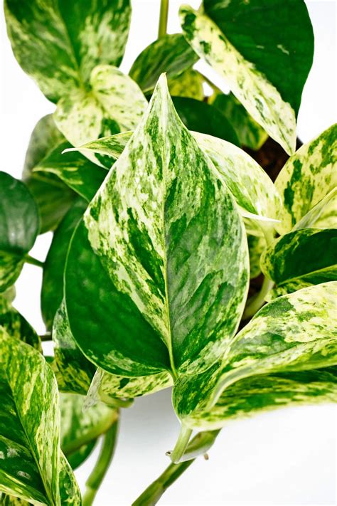 Oh my Pothos – Different Varieties – fkv