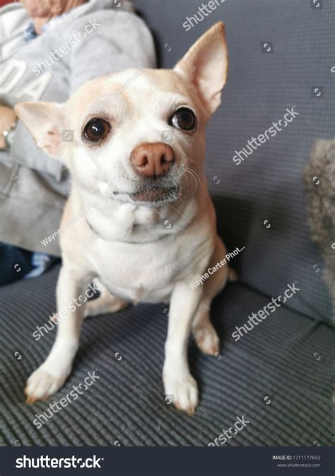 Funny Facial Expressions Adorable Chihuahua Stock Photo 1711177843 | Shutterstock