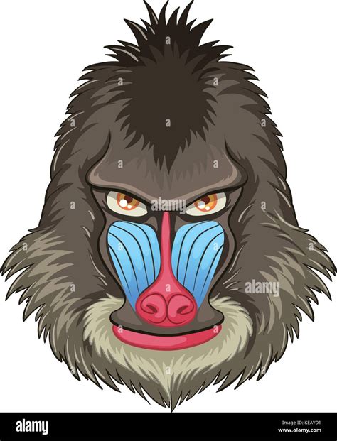 Illustration of a mandrill baboon head Stock Vector Image & Art - Alamy