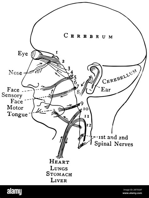 Cranial Nerves Hi Res Stock Photography And Images Alamy