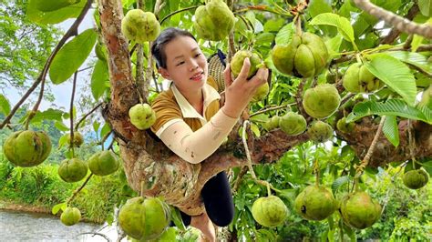 Harvest Natural Fruits Goes To The Market To Sell Garden Build