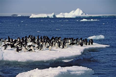 Adélie penguin | Description, Habitat, & Facts | Britannica