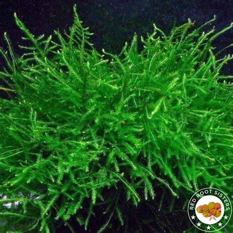 Java Moss Carpet Freshwater Live Aquarium Plants Moss Etsy