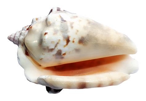 Sea Shell Png Hd Quality Png Play