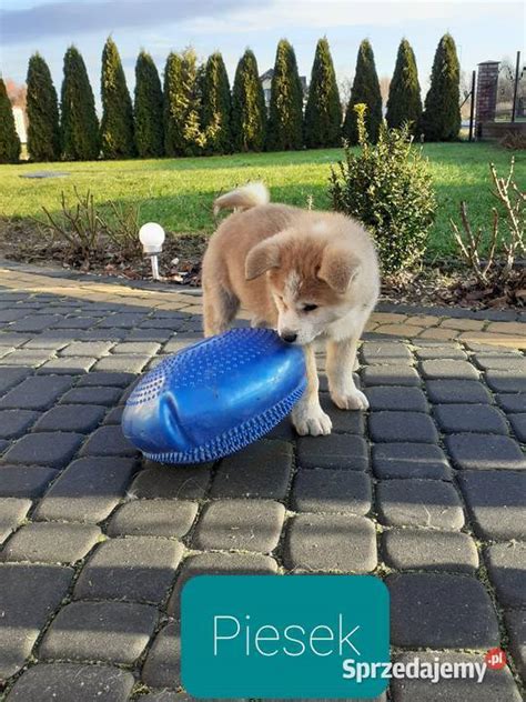 Śliczne Szczeniaki Akita Inu GOTOWE DO ODBIORU Sochaczew Sprzedajemy pl