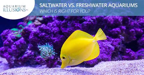 Saltwater Vs Freshwater Aquariums Which One Is Right For You