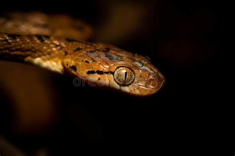 Ceylon Cat Snake Boiga Ceylonensis Stock Photo Image Of Boiga