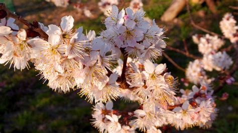 Pink Cherry Blossoms · Free Stock Photo