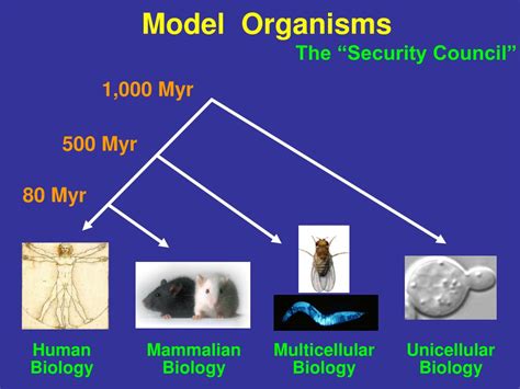 PPT - Model organism genetics and human disease With an emphasis on ...